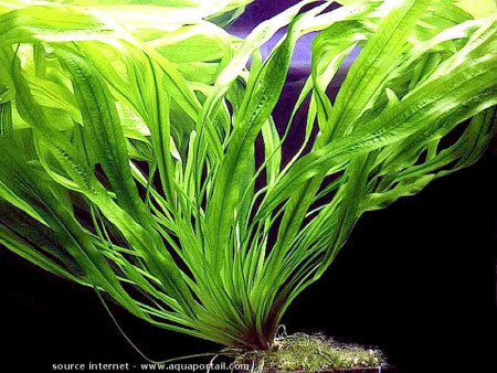 echinodorus africanus