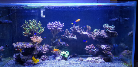 aquariophile julien-reef