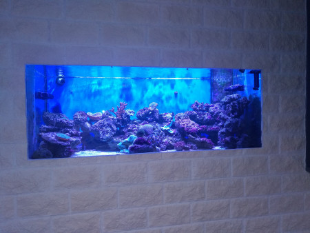 aquariophile Nemo16130