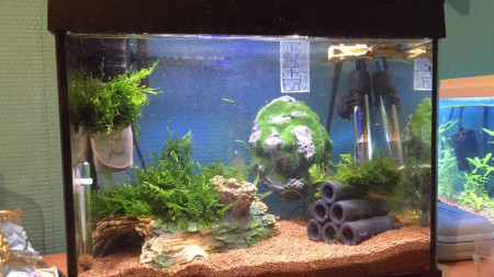 aquariophile corentin623