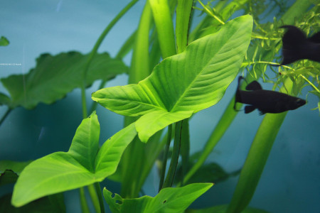 anubias gracilis