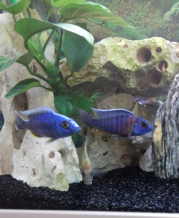 aquariophile Renald.59