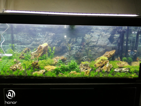 aquariophile Aquascape