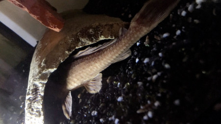 aquariophile Clem.M51