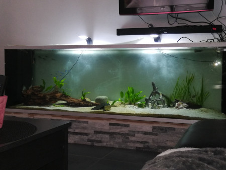 aquariophile kevin-laurin
