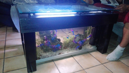 aquariophile Kevin42