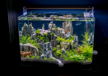 aquariophile philippesaunier