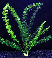 aponogeton capuronii