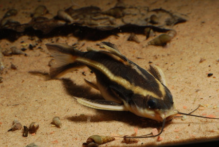 platydoras costatus