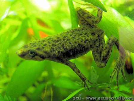 hymenochirus boettgeri