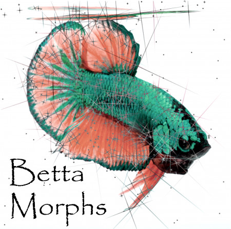 aquariophile Betta-Morphs