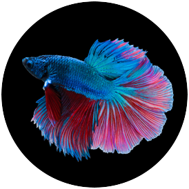 aquariophile Betta-Splendens