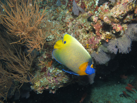 aquariophile ColisaDUBOUCHON