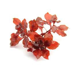 ludwigia palustris x repens