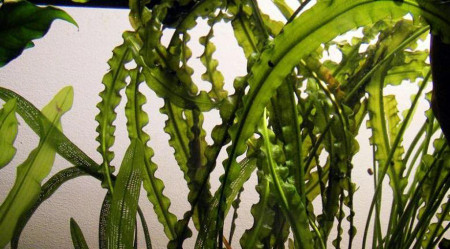 aponogeton longiplumulosus