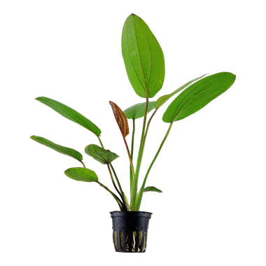 echinodorus barthii
