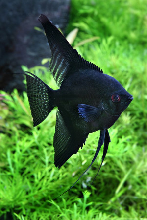 aquariophile hugo-aqua-amazonien