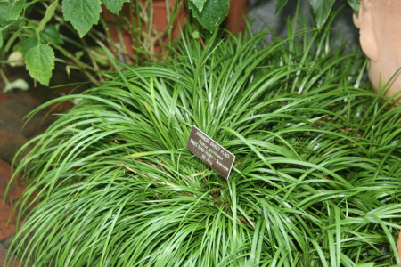 acorus gramineus