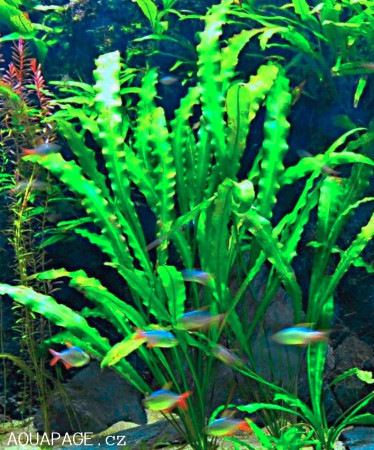 aponogeton rigidifolius