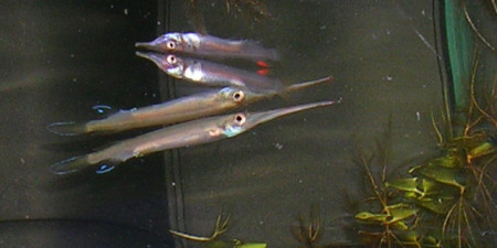 hemirhamphodon pogonognathus