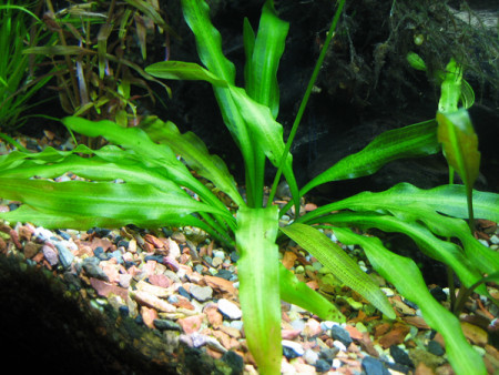 aponogeton undulatus