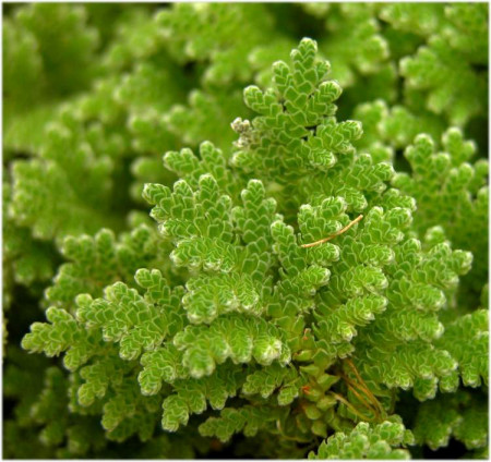 azolla filiculoïdes