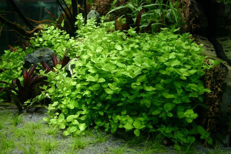 bacopa australis