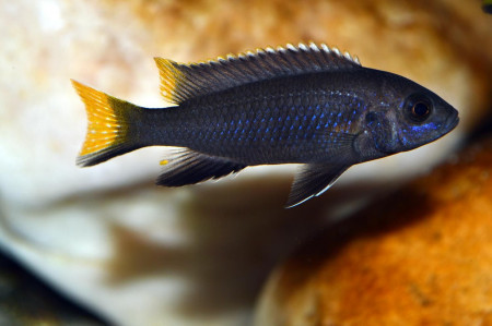 zz pseudotropheus sp. "acei itungi"