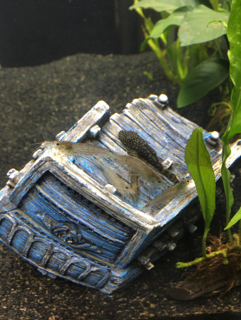 aquariophile Symphoniie