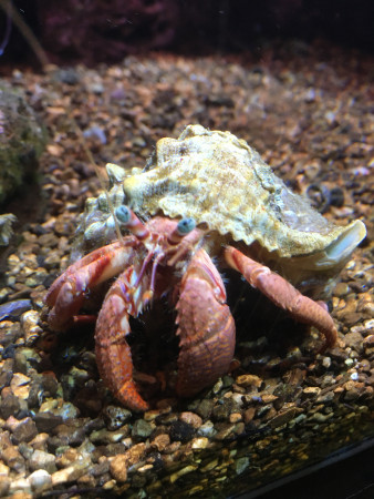 aquariophile Magali