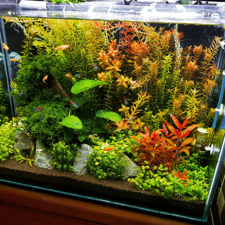 aquariophile Simoaquascape