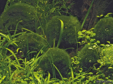 aegagropila linnaei (ex cladophora aegagropila)