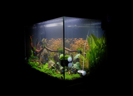 aquariophile aquadave