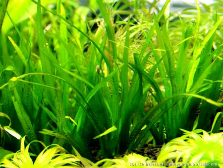 blyxa novoguineensis