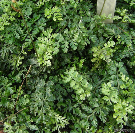 bolbitis heteroclita