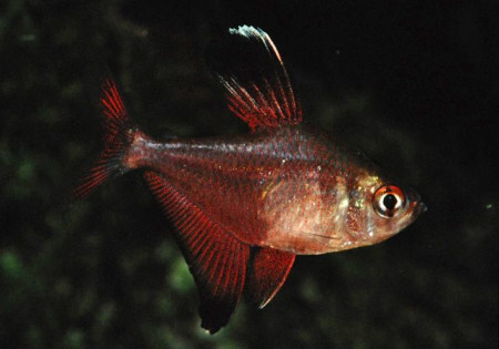 hyphessobrycon jackrobertsi