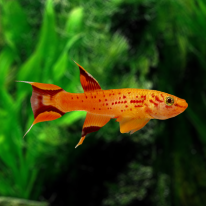 aphyosemion australe