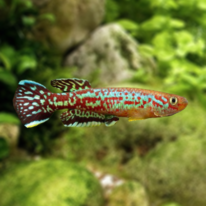 fundulopanchax marmoratus