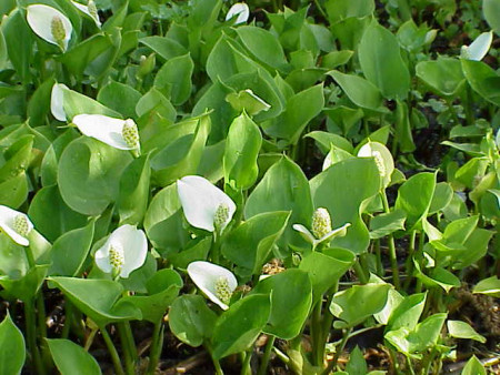 calla palustris