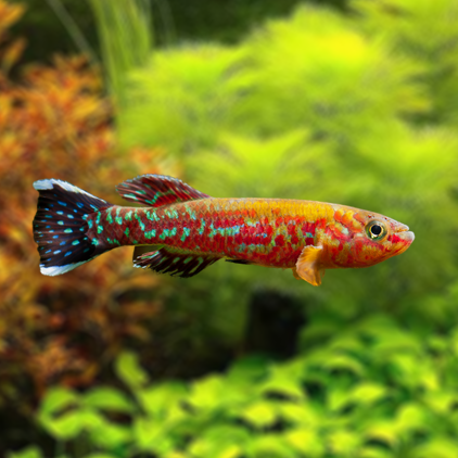 fundulopanchax mirabilis