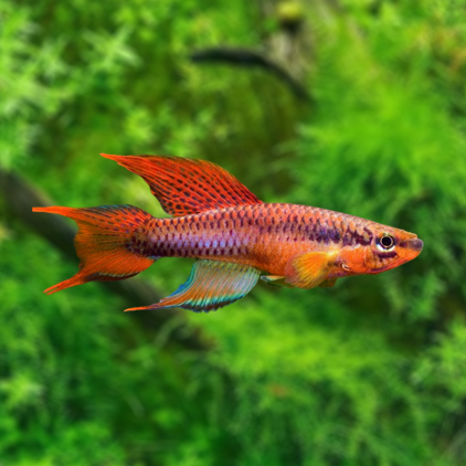 aphyosemion bitaeniatum