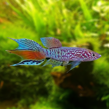 fundulopanchax sjoestedti