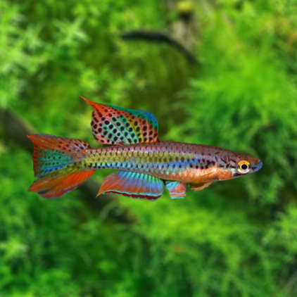 chromaphyosemion bivittatum