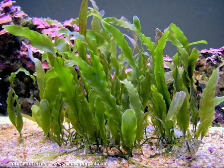 caulerpa prolifera