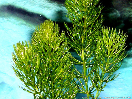 ceratophyllum demersum var foxtail