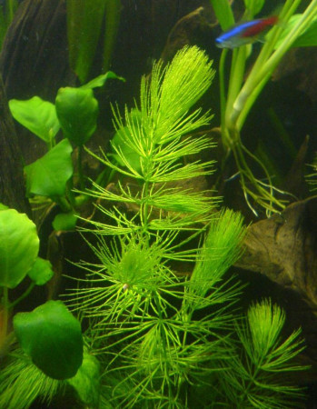 ceratophyllum submersum