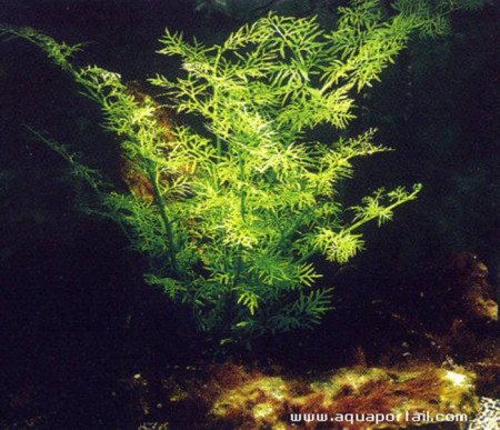 ceratopteris pteridoides