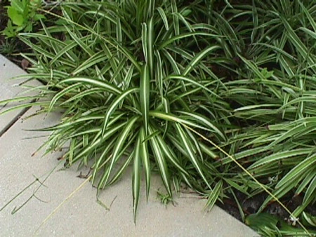 chlorophytum sp