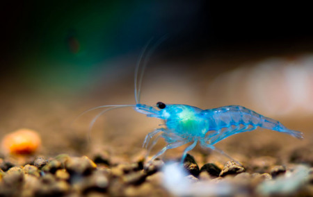 neocaridina sp. blue aura