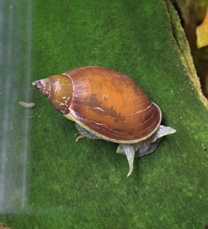 radix balthica